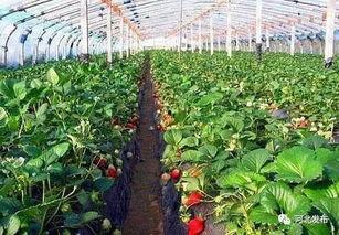 大棚草莓爆料视频大全,视频大全带你领略草莓种植全过程 第2张 大棚草莓爆料视频大全,视频大全带你领略草莓种植全过程 第2张